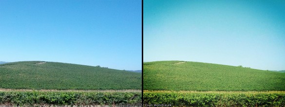 bliss-twitter