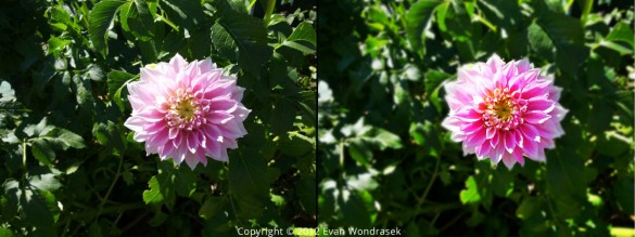 flower-pixlrexpress