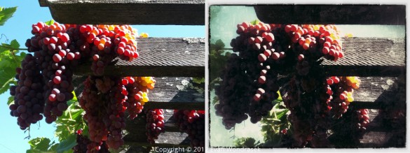 grapes-snapseed